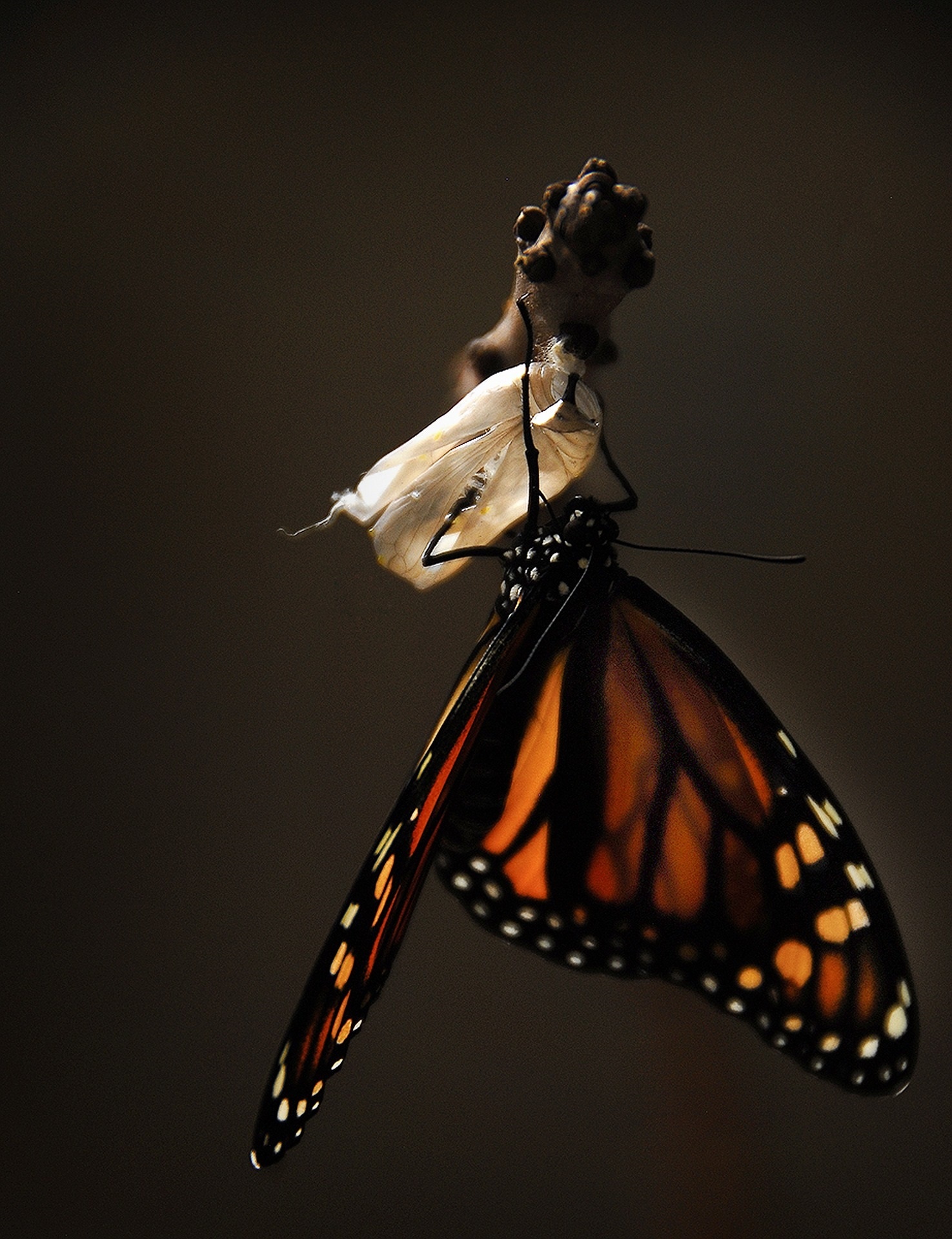 caterpillar changing into a butterfly